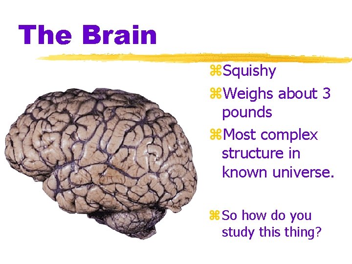 The Brain z. Squishy z. Weighs about 3 pounds z. Most complex structure in