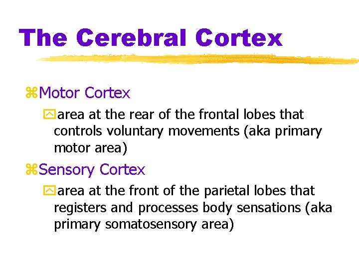 The Cerebral Cortex z. Motor Cortex yarea at the rear of the frontal lobes