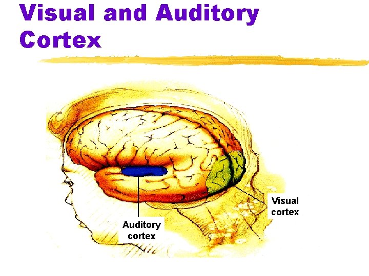 Visual and Auditory Cortex Visual cortex Auditory cortex 