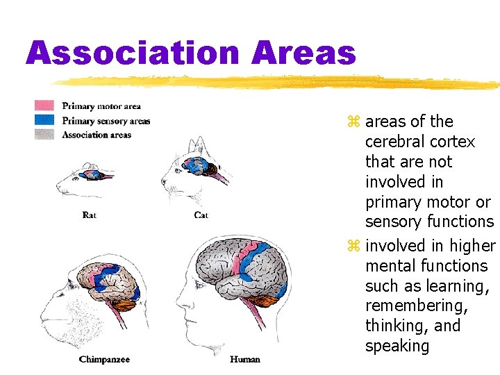 Association Areas z areas of the cerebral cortex that are not involved in primary