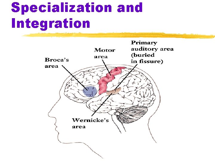 Specialization and Integration 