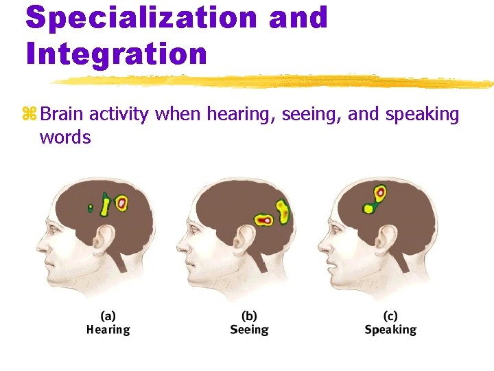 Specialization and Integration z Brain activity when hearing, seeing, and speaking words 