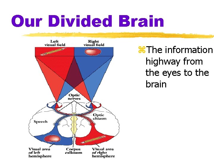 Our Divided Brain z. The information highway from the eyes to the brain 