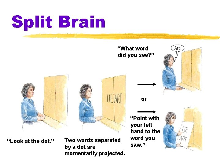 Split Brain “What word did you see? ” or “Look at the dot. ”