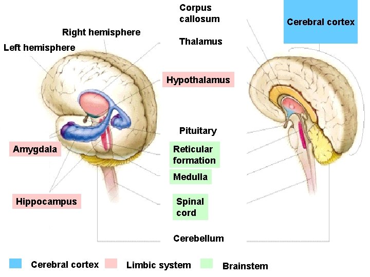 Corpus callosum Right hemisphere Left hemisphere Cerebral cortex Thalamus Hypothalamus Pituitary Amygdala Reticular formation