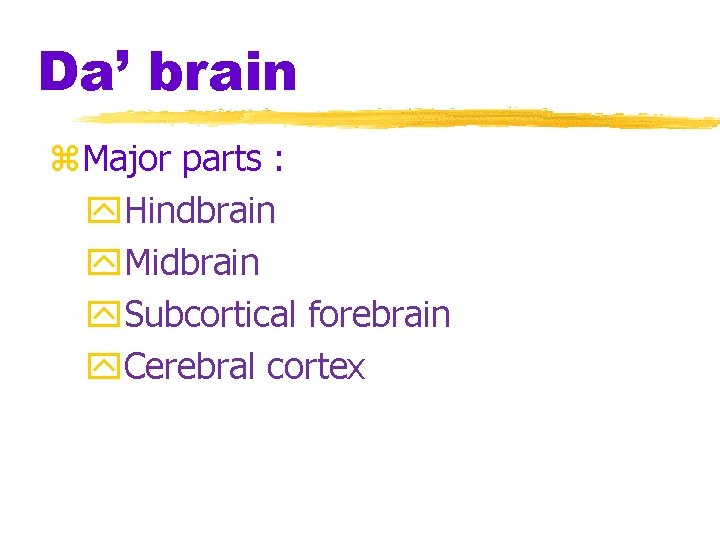 Da’ brain z. Major parts : y. Hindbrain y. Midbrain y. Subcortical forebrain y.