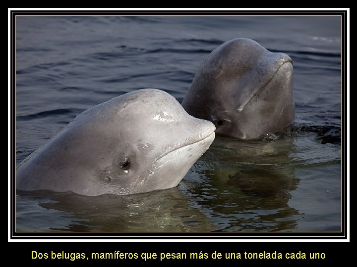 Dos belugas, mamíferos que pesan más de una tonelada cada uno 