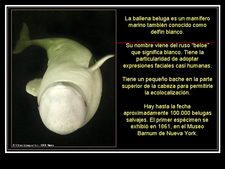 La ballena beluga es un mamífero marino también conocido como delfín blanco. Su nombre