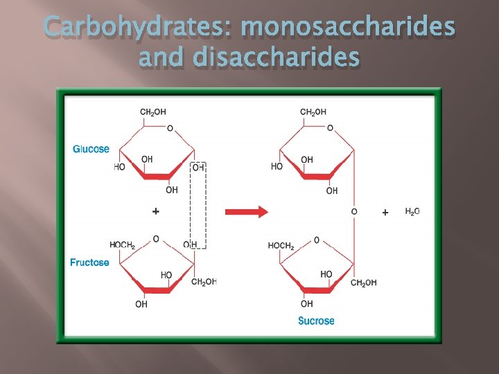 Carbohydrates: monosaccharides and disaccharides 