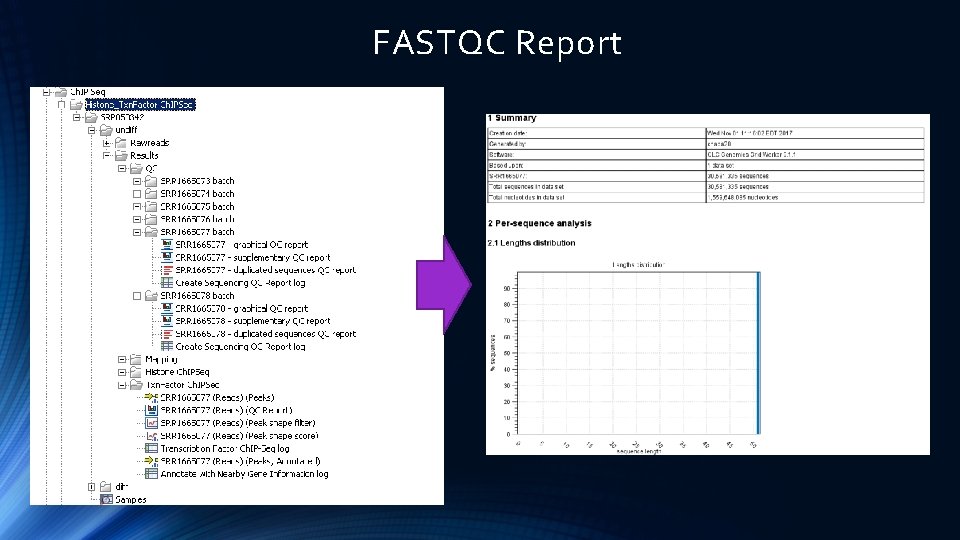 FASTQC Report 