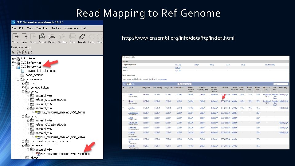 Read Mapping to Ref Genome http: //www. ensembl. org/info/data/ftp/index. html 