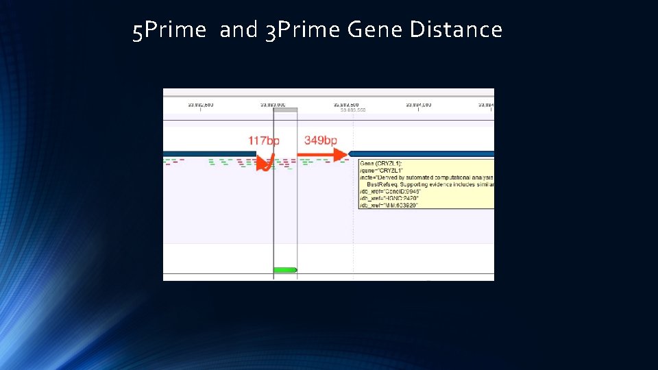 5 Prime and 3 Prime Gene Distance 