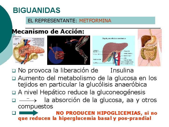 BIGUANIDAS EL REPRESENTANTE: METFORMINA Mecanismo de Acción: No provoca la liberación de Insulina q