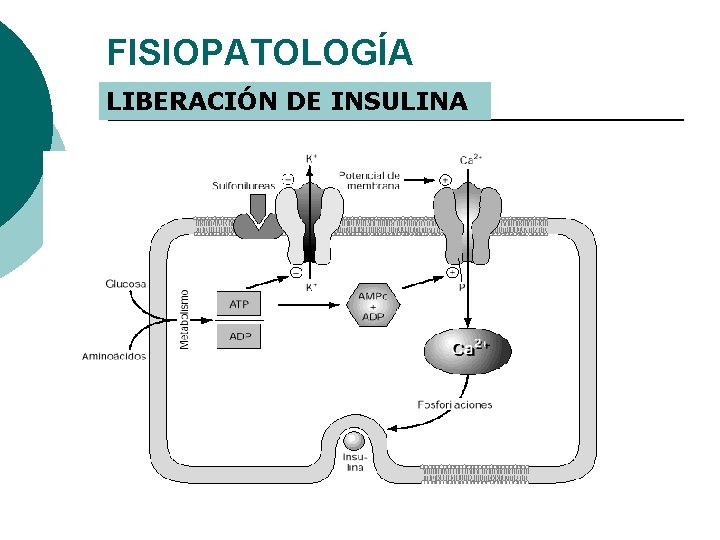 FISIOPATOLOGÍA LIBERACIÓN DE INSULINA 