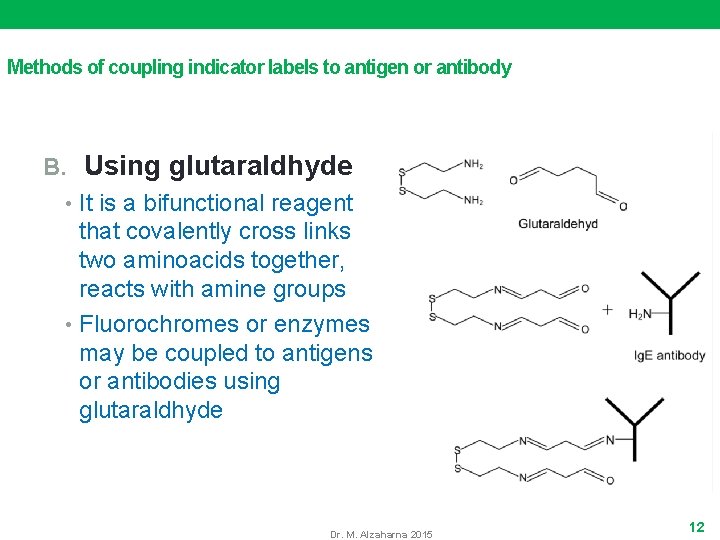 Methods of coupling indicator labels to antigen or antibody B. Using glutaraldhyde • It