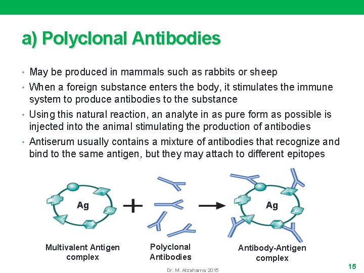 a) Polyclonal Antibodies • May be produced in mammals such as rabbits or sheep