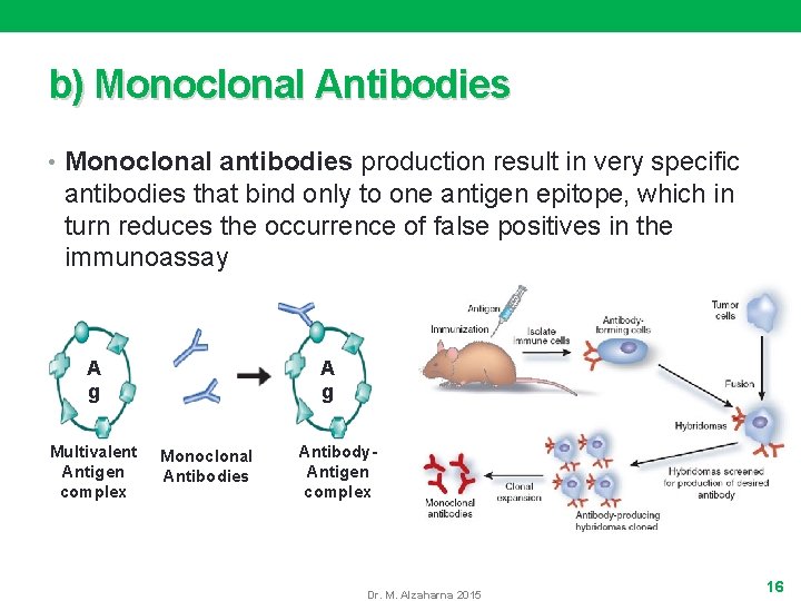 b) Monoclonal Antibodies • Monoclonal antibodies production result in very specific antibodies that bind