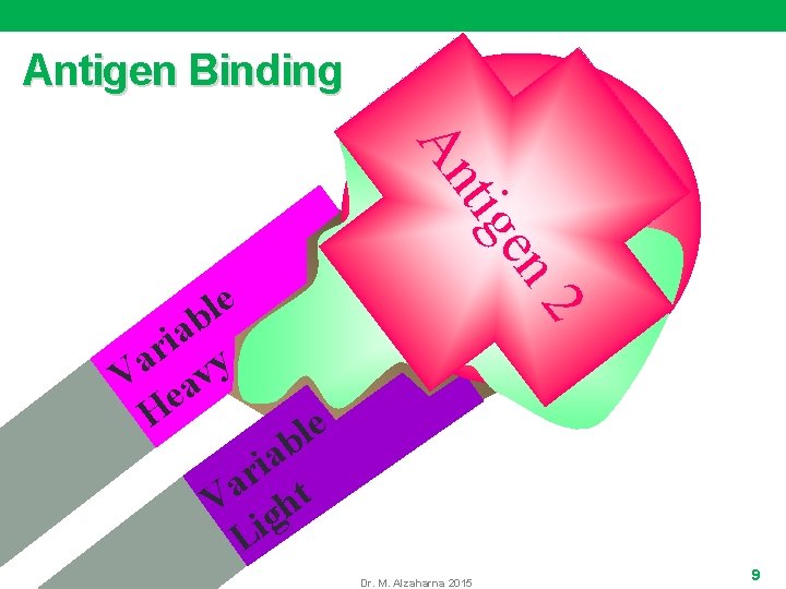 Antigen Binding tig An b a i r a V eavy H Antigen 3