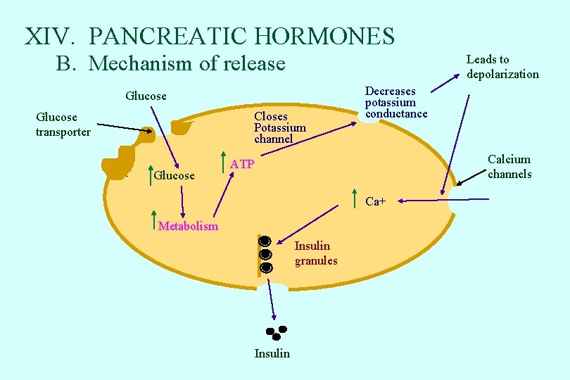 XIV. PANCREATIC HORMONES B. Mechanism of release Leads to depolarization Glucose Closes Potassium channel