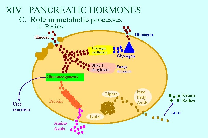 XIV. PANCREATIC HORMONES C. Role in metabolic processes 1. Review Glucagon Glucose Glycogen synthetase