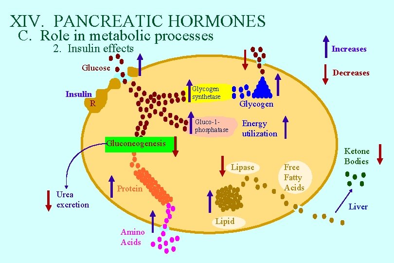 XIV. PANCREATIC HORMONES C. Role in metabolic processes 2. Insulin effects Increases Glucose Decreases