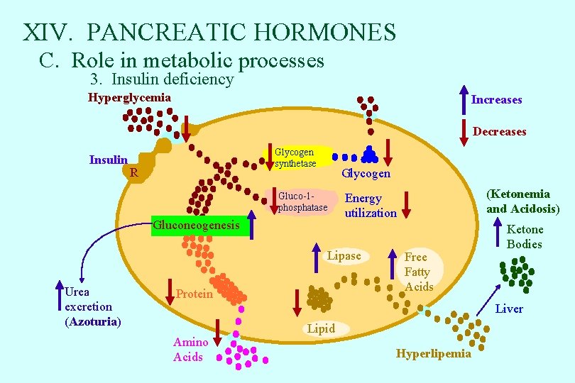XIV. PANCREATIC HORMONES C. Role in metabolic processes 3. Insulin deficiency Hyperglycemia Increases Decreases