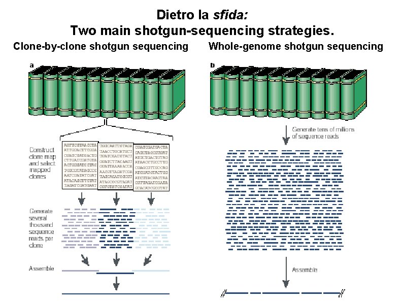 Dietro la sfida: Two main shotgun-sequencing strategies. Clone-by-clone shotgun sequencing Whole-genome shotgun sequencing 