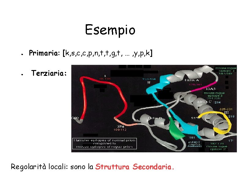 Esempio ● ● Primaria: [k, s, c, c, p, n, t, t, g, t,