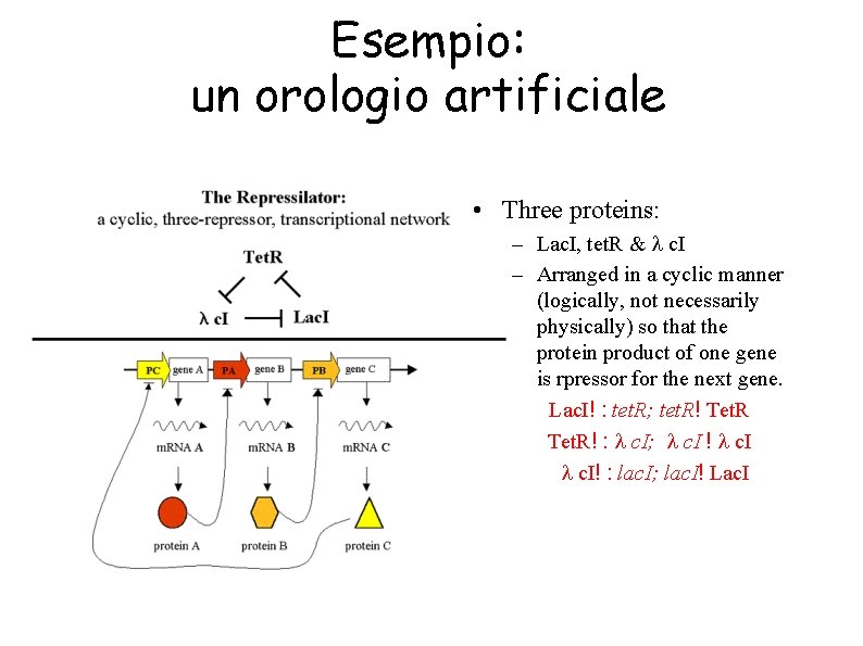 Esempio: un orologio artificiale • Three proteins: – Lac. I, tet. R & l