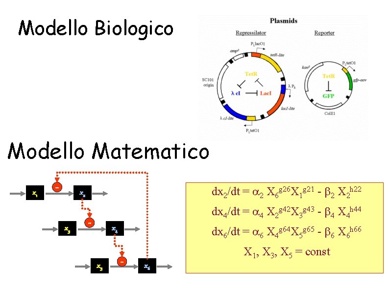 Modello Biologico Modello Matematico x 1 - dx 2/dt = a 2 X 6