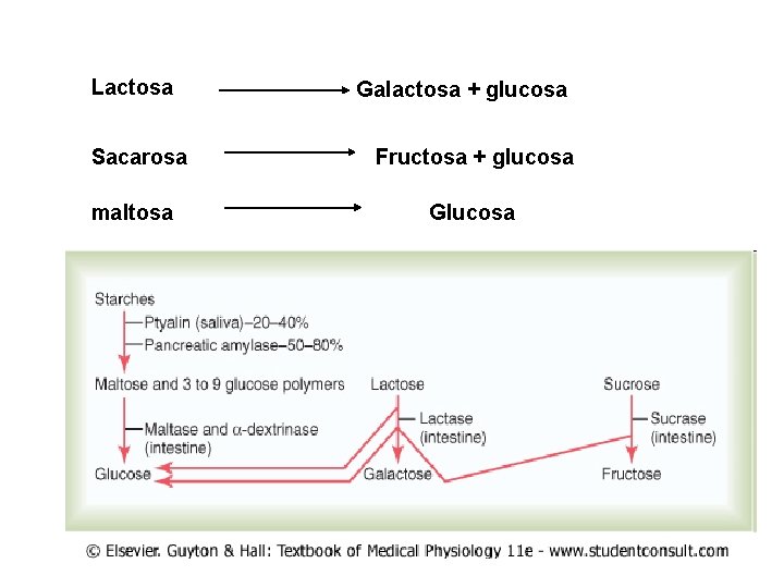 Lactosa Sacarosa maltosa Galactosa + glucosa Fructosa + glucosa Glucosa 