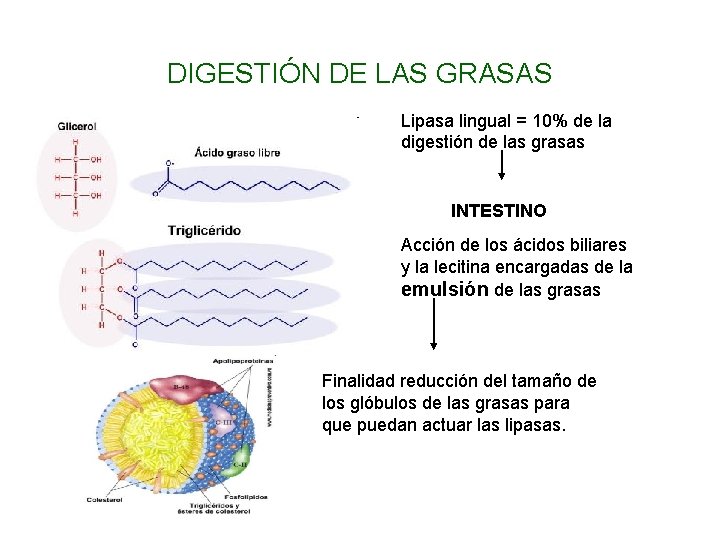 DIGESTIÓN DE LAS GRASAS Lipasa lingual = 10% de la digestión de las grasas