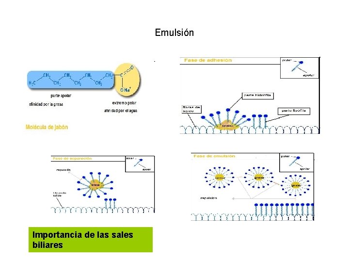 Emulsión Importancia de las sales biliares 