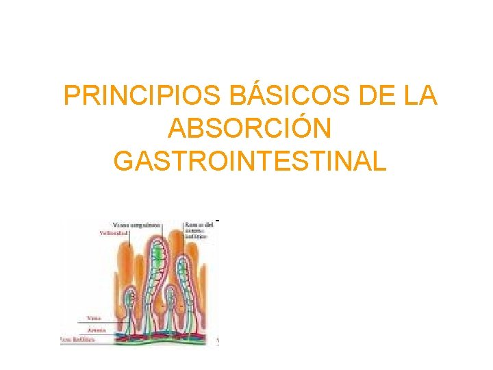 PRINCIPIOS BÁSICOS DE LA ABSORCIÓN GASTROINTESTINAL 