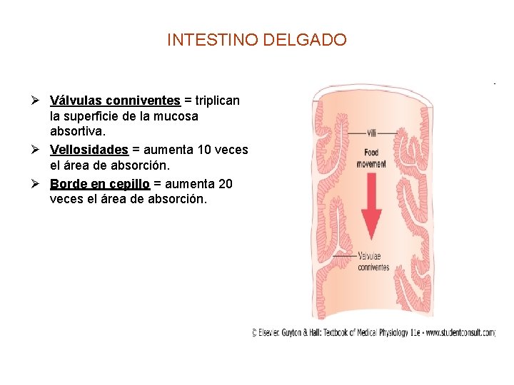 INTESTINO DELGADO Ø Válvulas conniventes = triplican la superficie de la mucosa absortiva. Ø