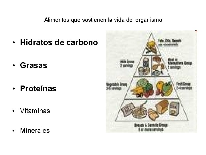 Alimentos que sostienen la vida del organismo • Hidratos de carbono • Grasas •