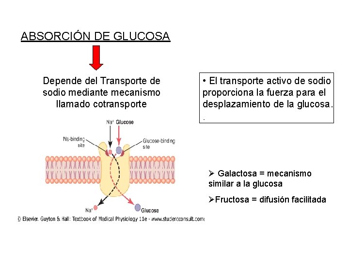 ABSORCIÓN DE GLUCOSA Depende del Transporte de sodio mediante mecanismo llamado cotransporte • El