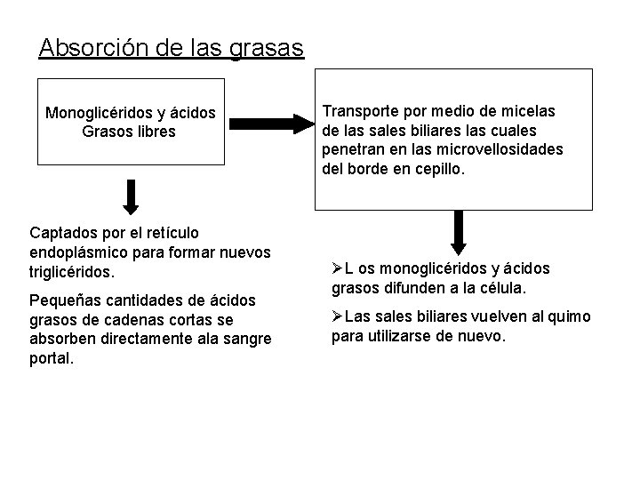 Absorción de las grasas Monoglicéridos y ácidos Grasos libres Captados por el retículo endoplásmico