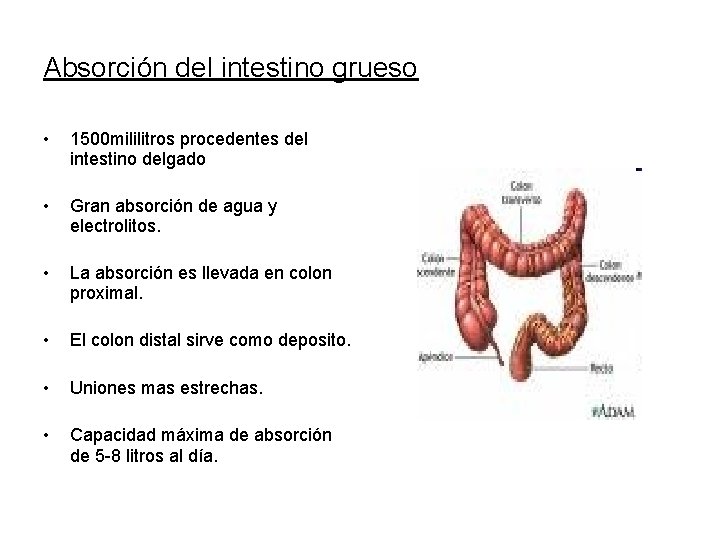 Absorción del intestino grueso • 1500 mililitros procedentes del intestino delgado • Gran absorción