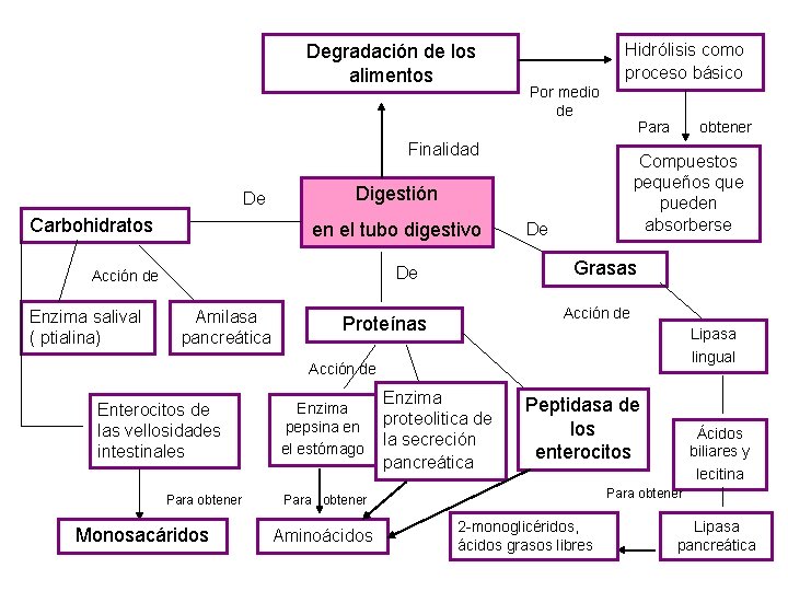 Degradación de los alimentos Hidrólisis como proceso básico Por medio de Para Finalidad De