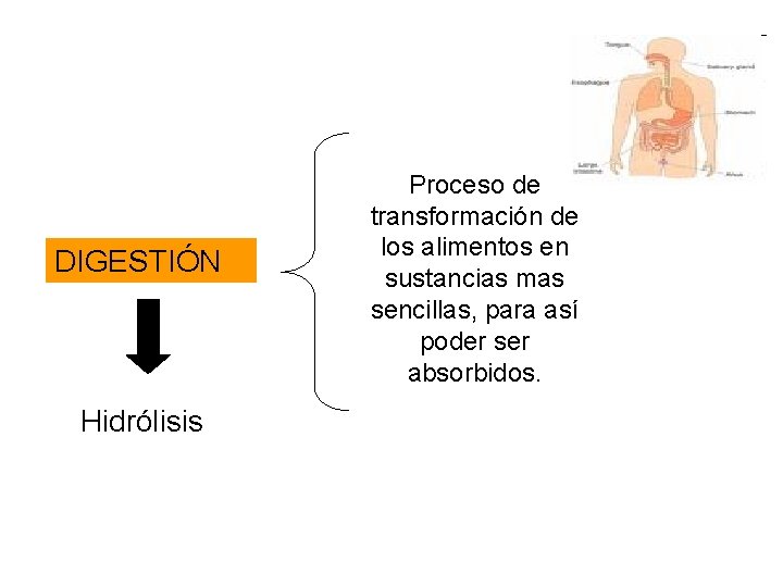 DIGESTIÓN Hidrólisis Proceso de transformación de los alimentos en sustancias mas sencillas, para así