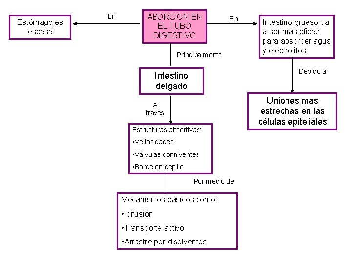 Estómago es escasa En ABORCION EN EL TUBO DIGESTIVO En Principalmente Intestino grueso va