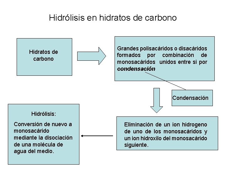 Hidrólisis en hidratos de carbono Hidratos de carbono Grandes polisacáridos o disacáridos formados por