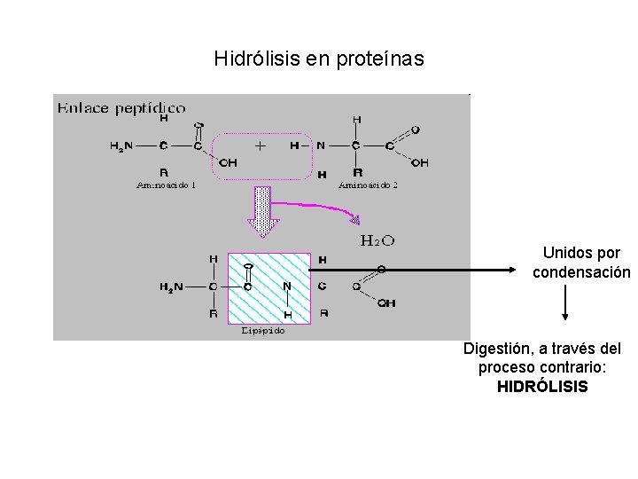 Hidrólisis en proteínas Unidos por condensación Digestión, a través del proceso contrario: HIDRÓLISIS 