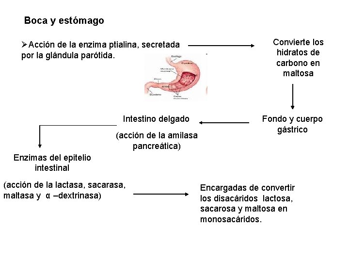 Boca y estómago ØAcción de la enzima ptialina, secretada por la glándula parótida. Intestino