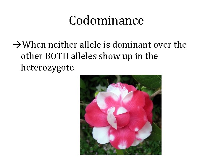 Codominance When neither allele is dominant over the other BOTH alleles show up in