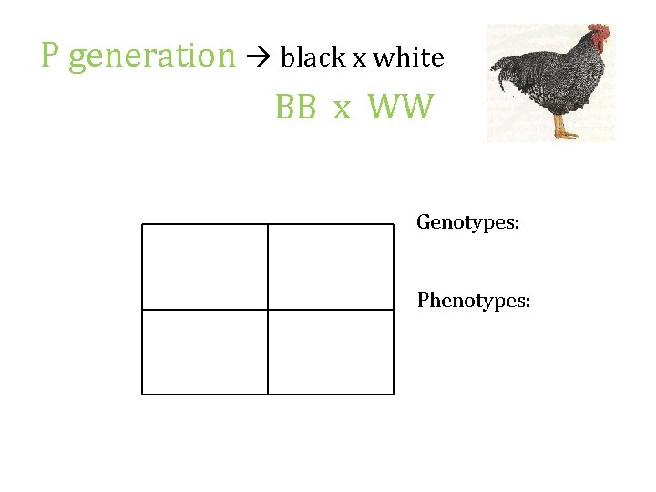 P generation black x white BB x WW Genotypes: Phenotypes: 