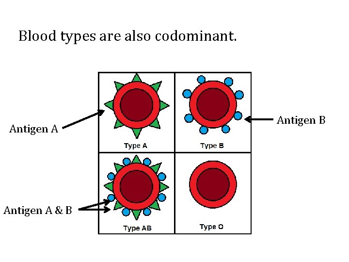 Blood types are also codominant. Antigen A & B Antigen B 