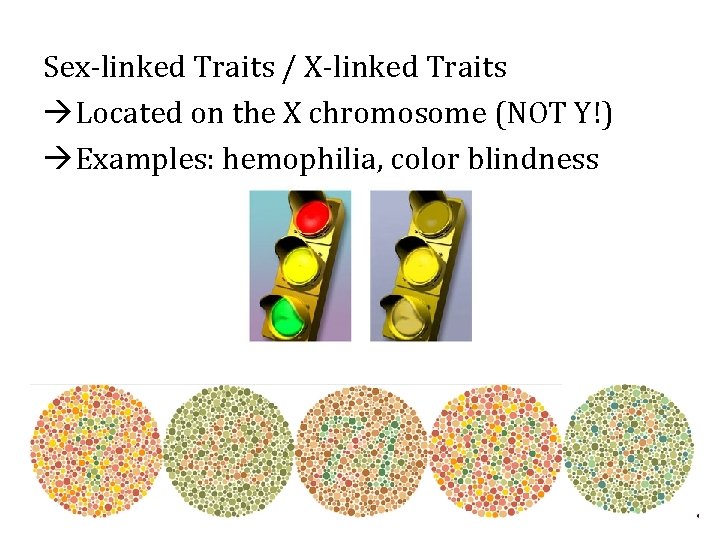 Sex-linked Traits / X-linked Traits Located on the X chromosome (NOT Y!) Examples: hemophilia,