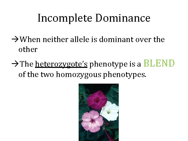 Incomplete Dominance When neither allele is dominant over the other The heterozygote’s phenotype is